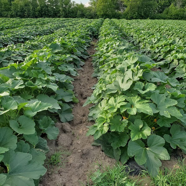 Brown Family Farm