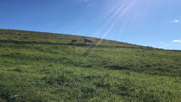 Sisu Farms