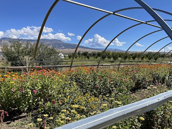 Field To Fork Organic Farm