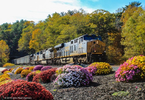 Coasting-past-Chrysanthemums.jpg