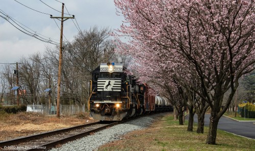 It's evident that spring is finally here in this photo of a Camden local, as it passes the blooming cherry trees, in Collingswood, NJ.